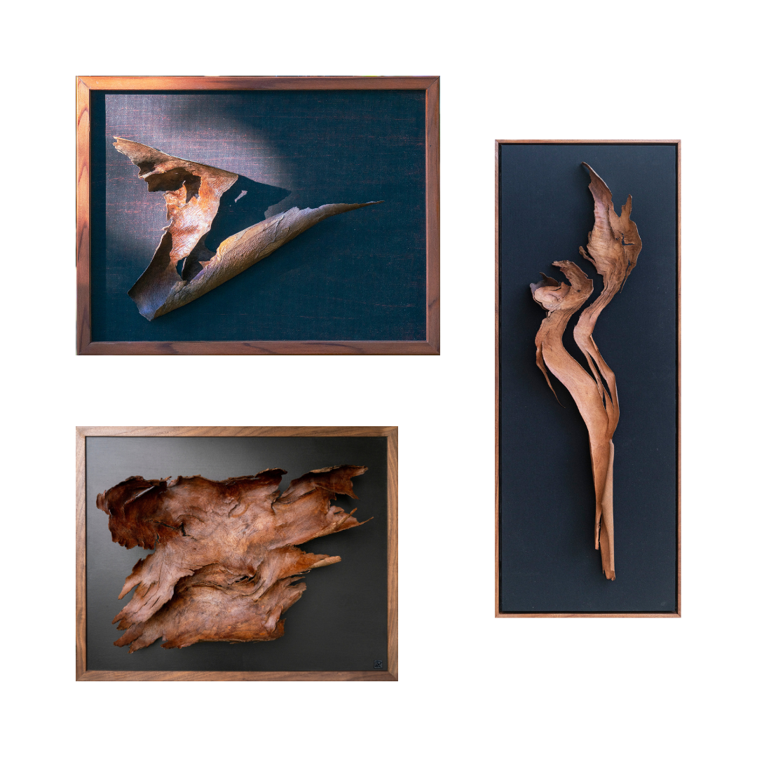 Three Alex Harman eucalyptus bark shed sculptures mounted on black wood with light wood frames