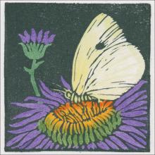 butterfly 3x3 note card