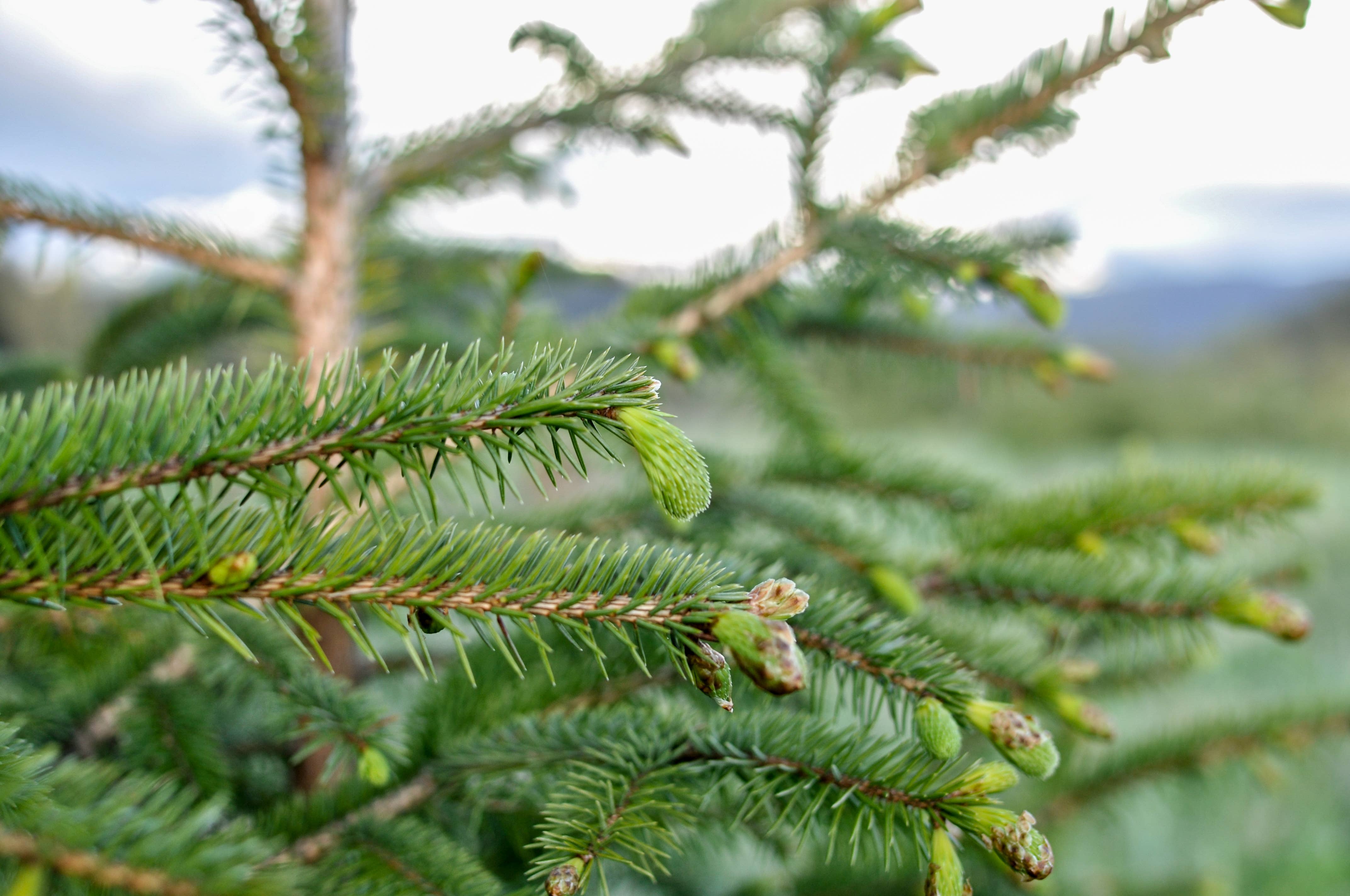 Spruce Tip Shortbread Cookies (4 oz)