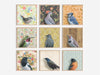 Collage of various bird illustrations, including the Bluejay by Emily Uchytil, framed and arranged attractively, ideal for home decor and gifts.