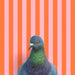 Pigeon Fine Art Print - A charming illustration of our feathered friend, guaranteed to ruffle feathers and impress guests.