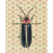 Detailed view of Goliath Beetle fine art print by Emily Uchytil, showcasing realistic insect illustration on ornate patterned wallpaper.