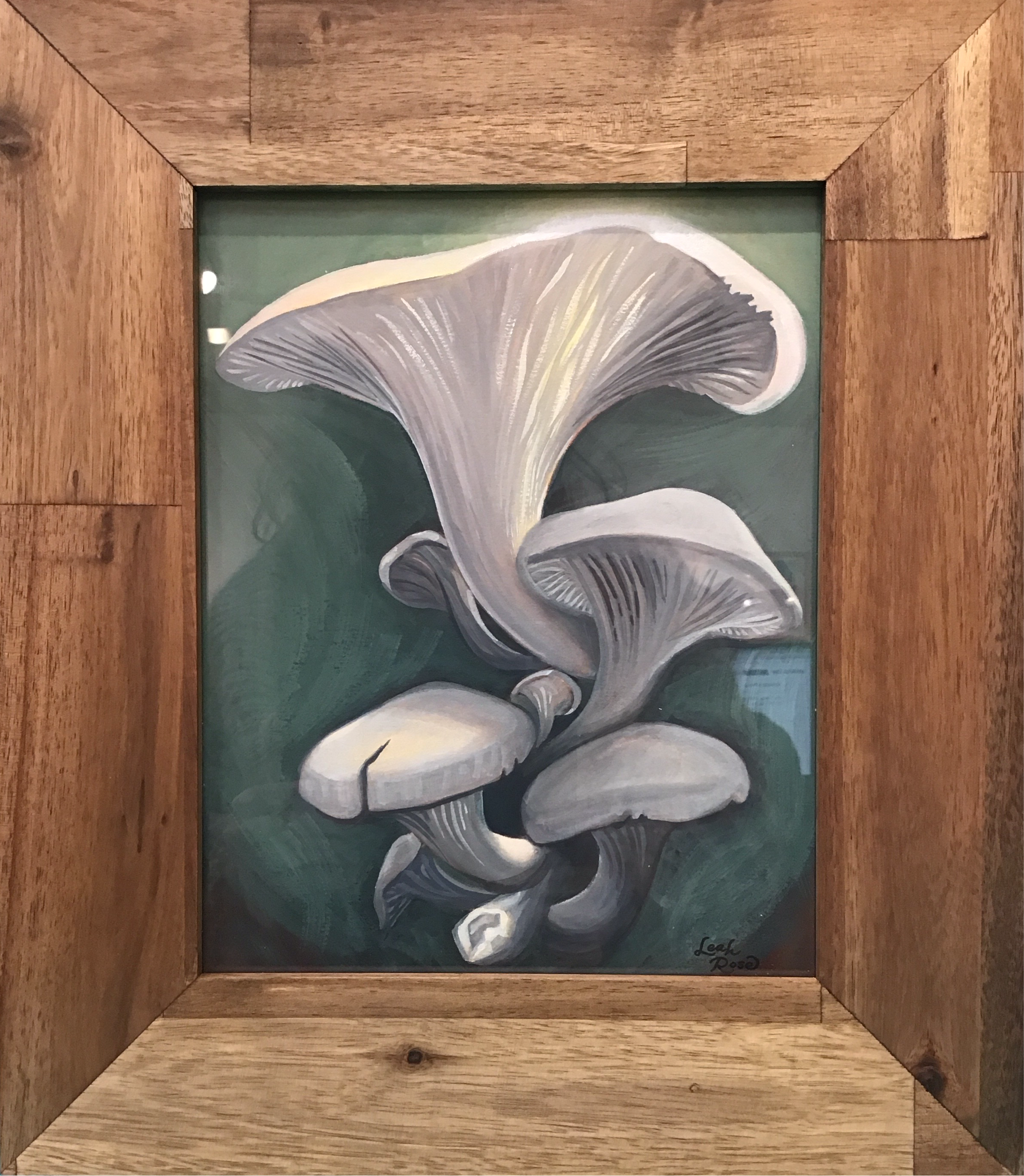 Oyster Mushrooms 2024