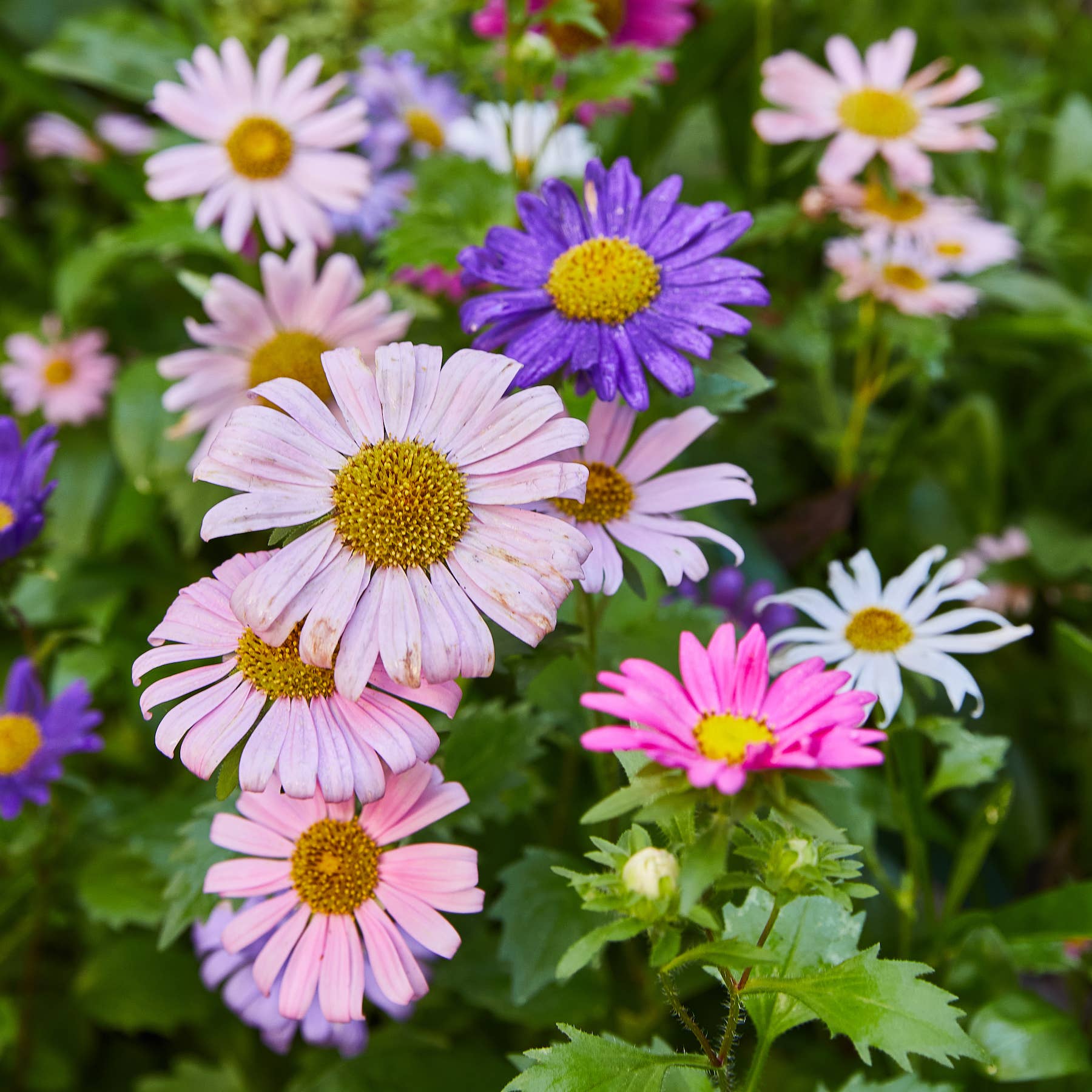 Close-up of pink and purple daisies, representing the flowers that can flourish with Modern Sprout's Pollinator Seed Pop.