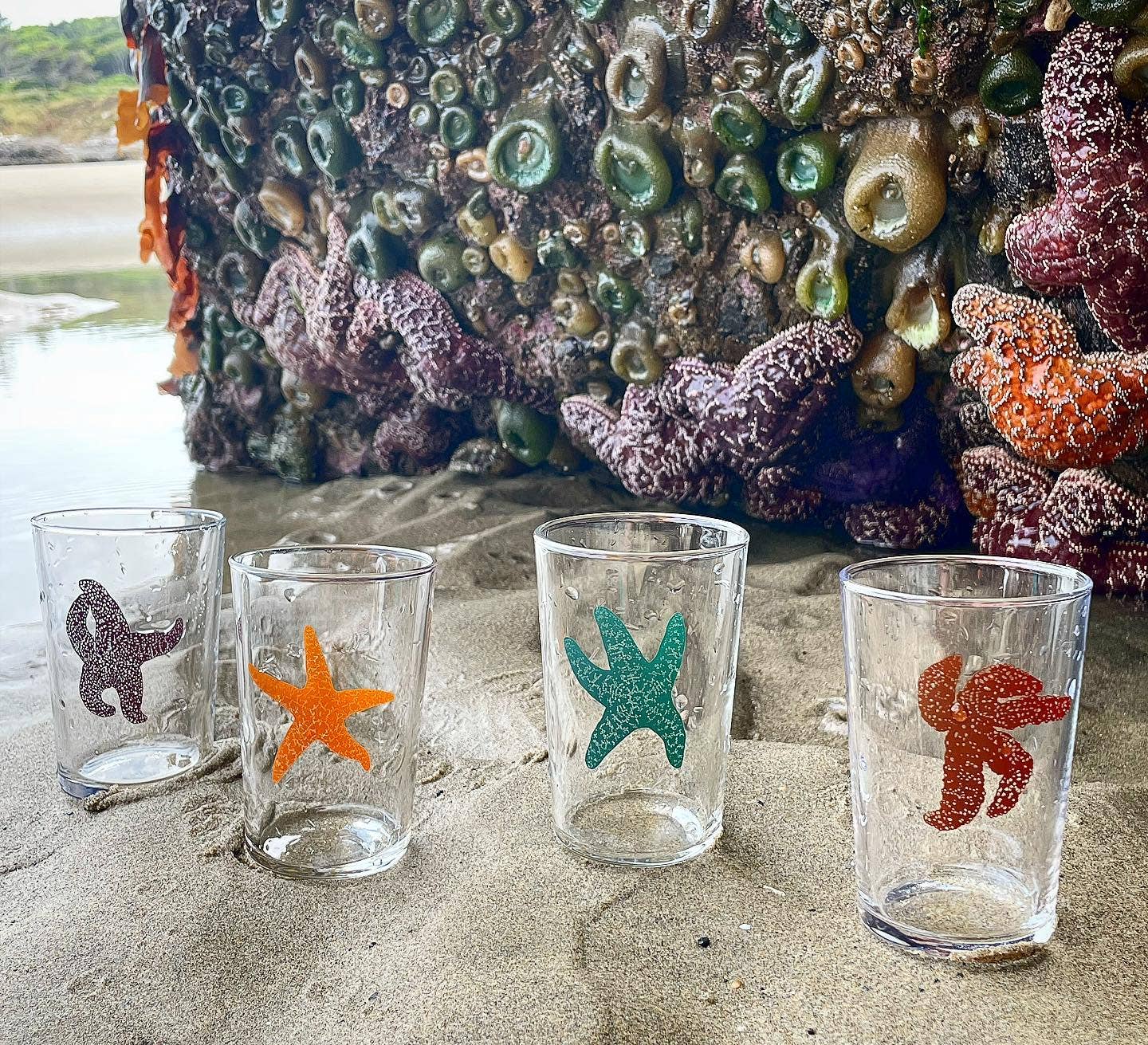 starfish on a shot glass