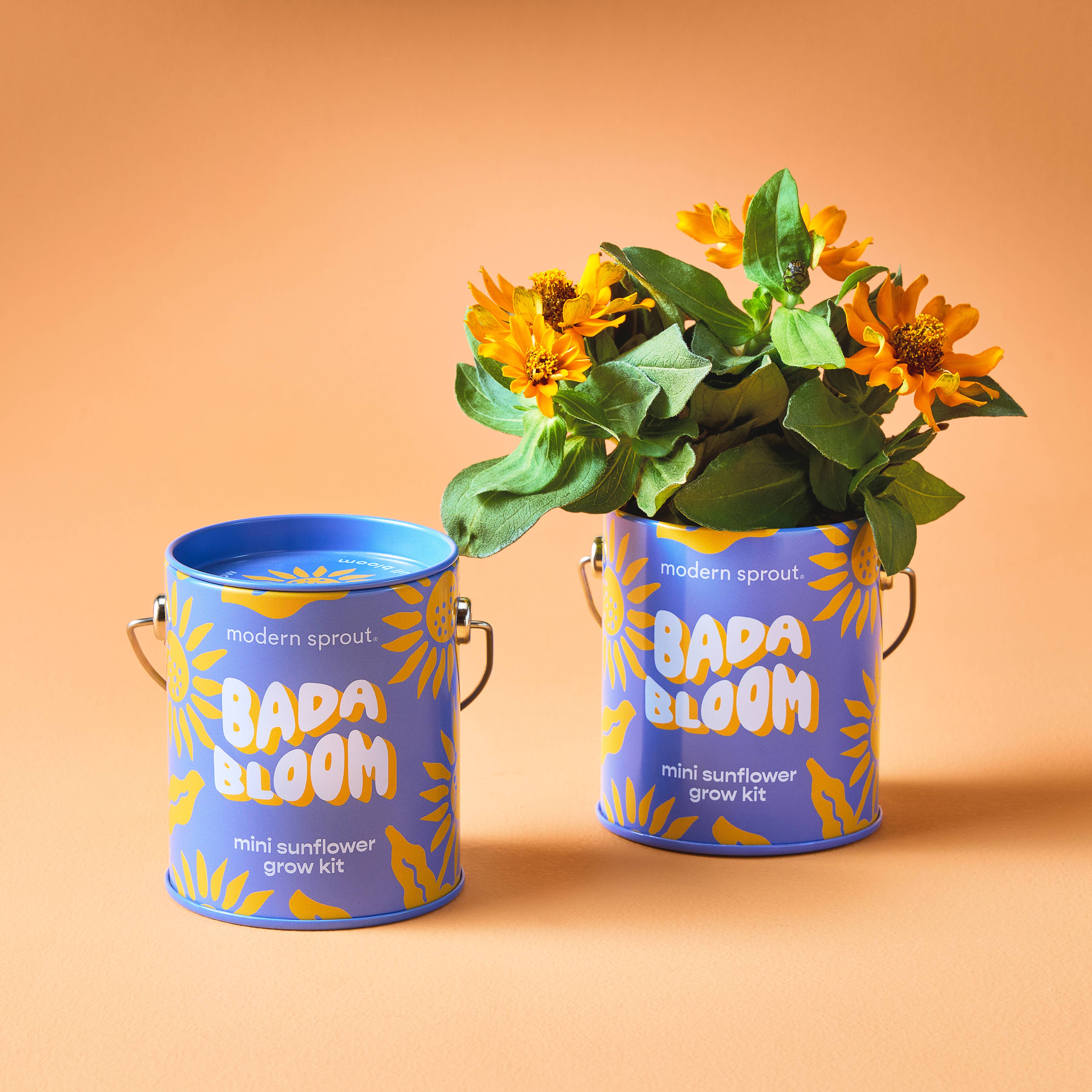 Mini sunflower grow kit by Modern Sprout presented with blooming sunflowers in colorful cans, emphasizing the design of the Complimentary Color Grow Kits.