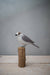 painted wood bird on wood stump