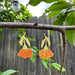 Chic Begonia Stained Glass Resin Earrings, turning heads and catching vibes like a floral disco ball.