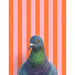 Pigeon Fine Art Print - Playfully retro bird art with vibrant stripes, making every wall jealous and sparking joy.