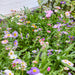 Colorful wildflowers blooming in a garden, showcasing the beauty of pollinator gardens with Modern Sprout's Pollinator Seed Pop.