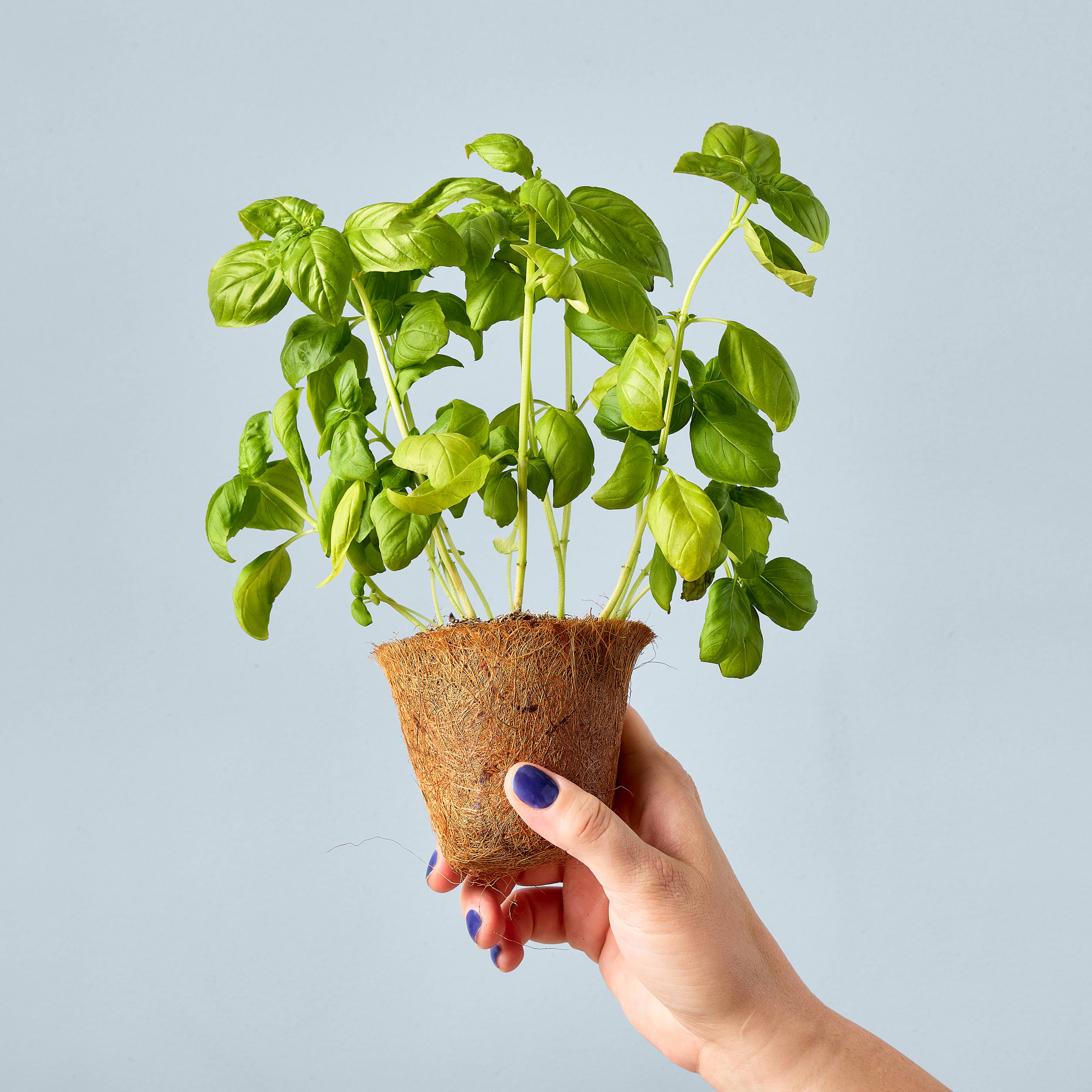Fresh Sweet Basil plant held in hand, showcasing vibrant green leaves, representing the growth potential of Modern Sprout's Seed Pop.