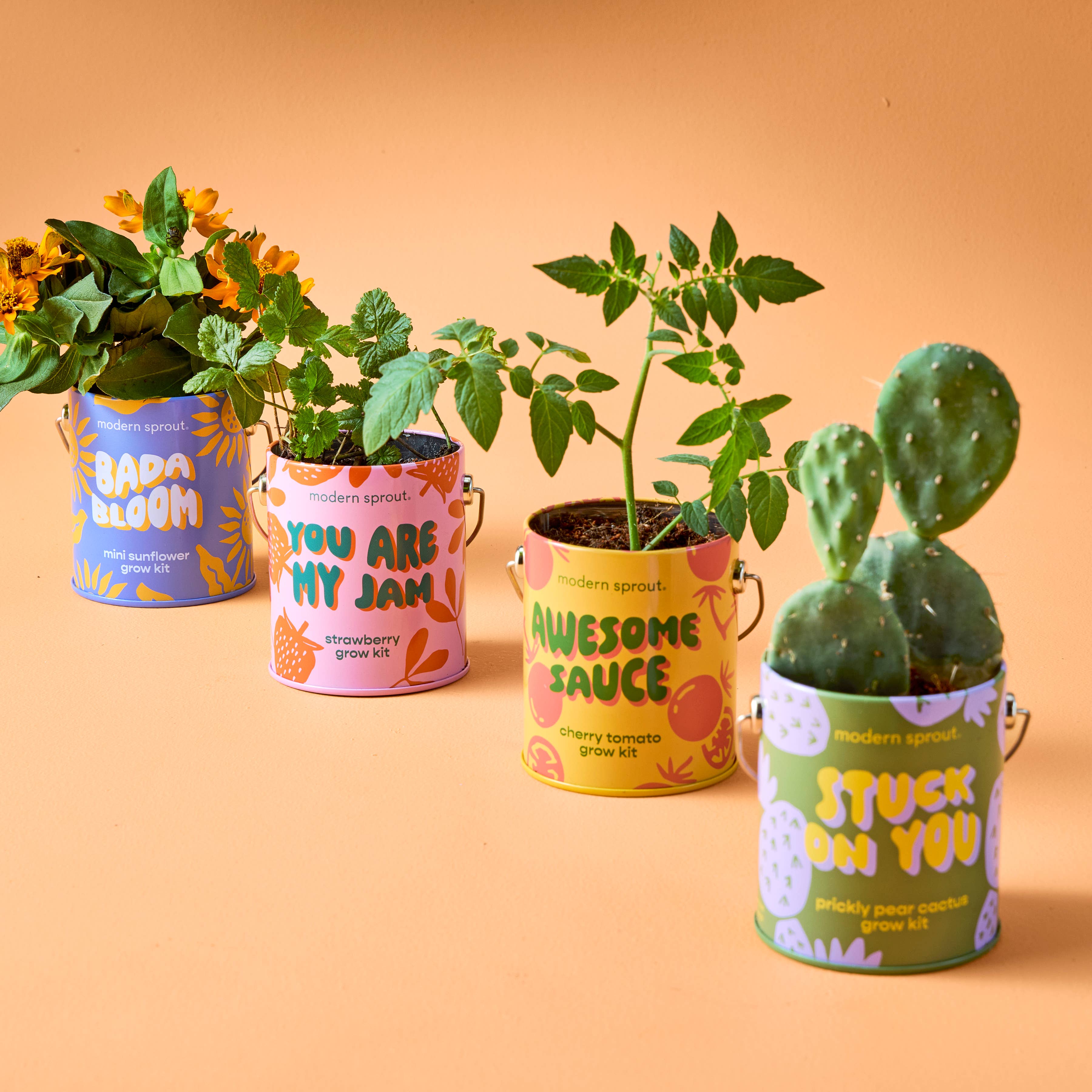 Colorful modern sprout grow kits featuring Mini Sunflower, Cherry Tomato, Baby Watermelon, and Prickly Pear Cactus with vibrant packaging on display, perfect for transforming your home with complimentary color grow kits.