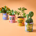 Colorful modern sprout grow kits featuring Mini Sunflower, Cherry Tomato, Baby Watermelon, and Prickly Pear Cactus with vibrant packaging on display, perfect for transforming your home with complimentary color grow kits.