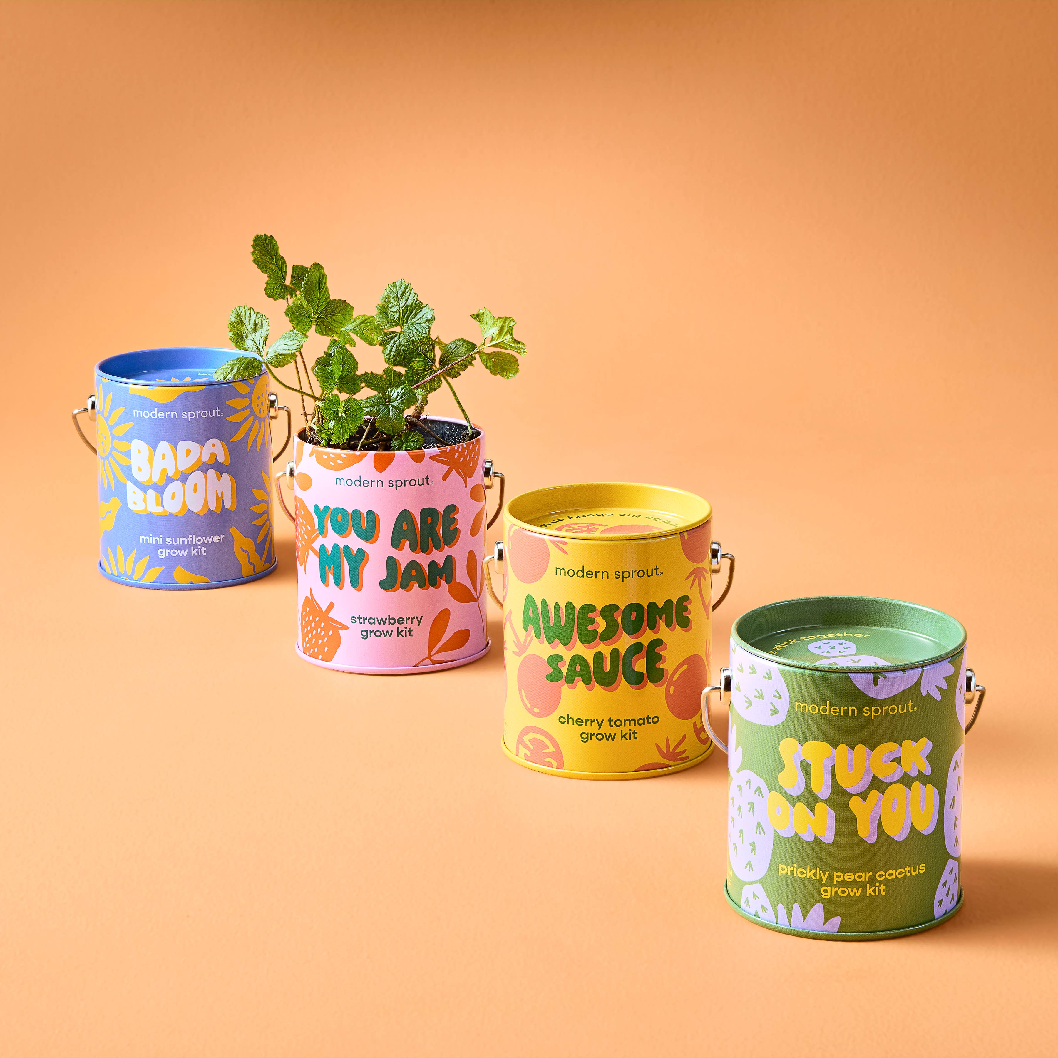 Four colorful Modern Sprout Complimentary Color Grow Kits including mini sunflower, strawberry, cherry tomato, and prickly pear cactus, showcased against an orange backdrop with thriving plants.