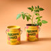 Cherry Tomato grow kit from Modern Sprout showcasing a small plant in a bright yellow canister labeled 'Awesome Sauce', part of the complimentary color grow kits collection.