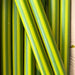 Cheerful Pinstripe Individual Candles in vibrant colors for home decor from The Colour Emporium.