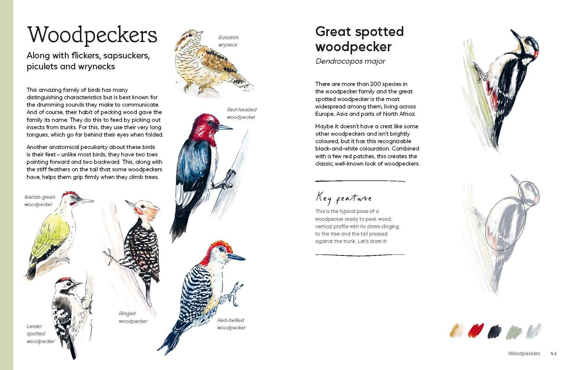 Birds in Watercolour