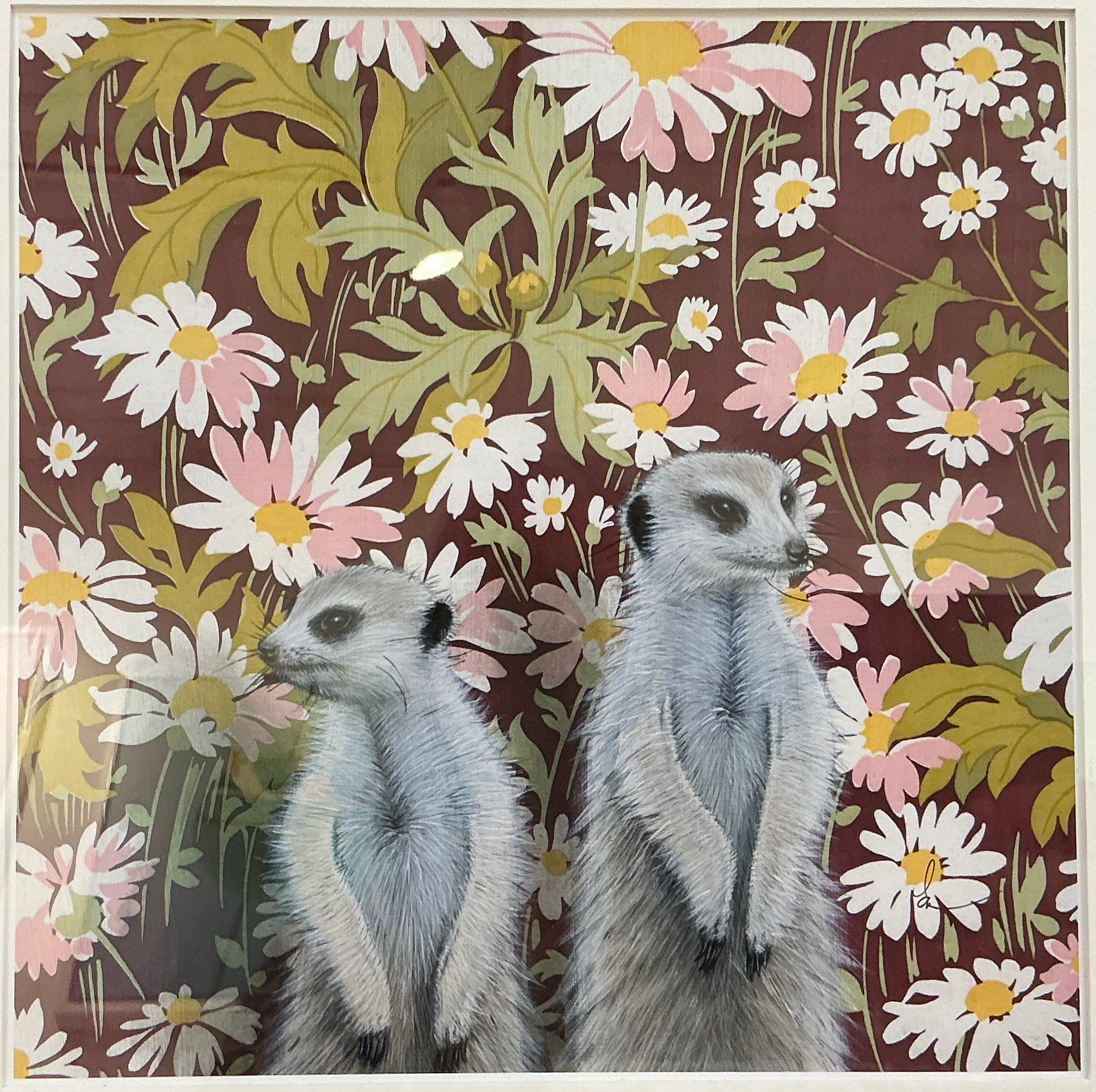 Wild Wallflowers | Meerkat