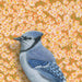 Close-up of Bluejay fine art print by Emily Uchytil, showcasing a detailed rendering of a blue jay bird surrounded by cheerful daisies.