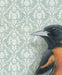 Framed art print of a Baltimore oriole on a patterned background.