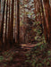 Chris Hinck painting big redwood trees in forest