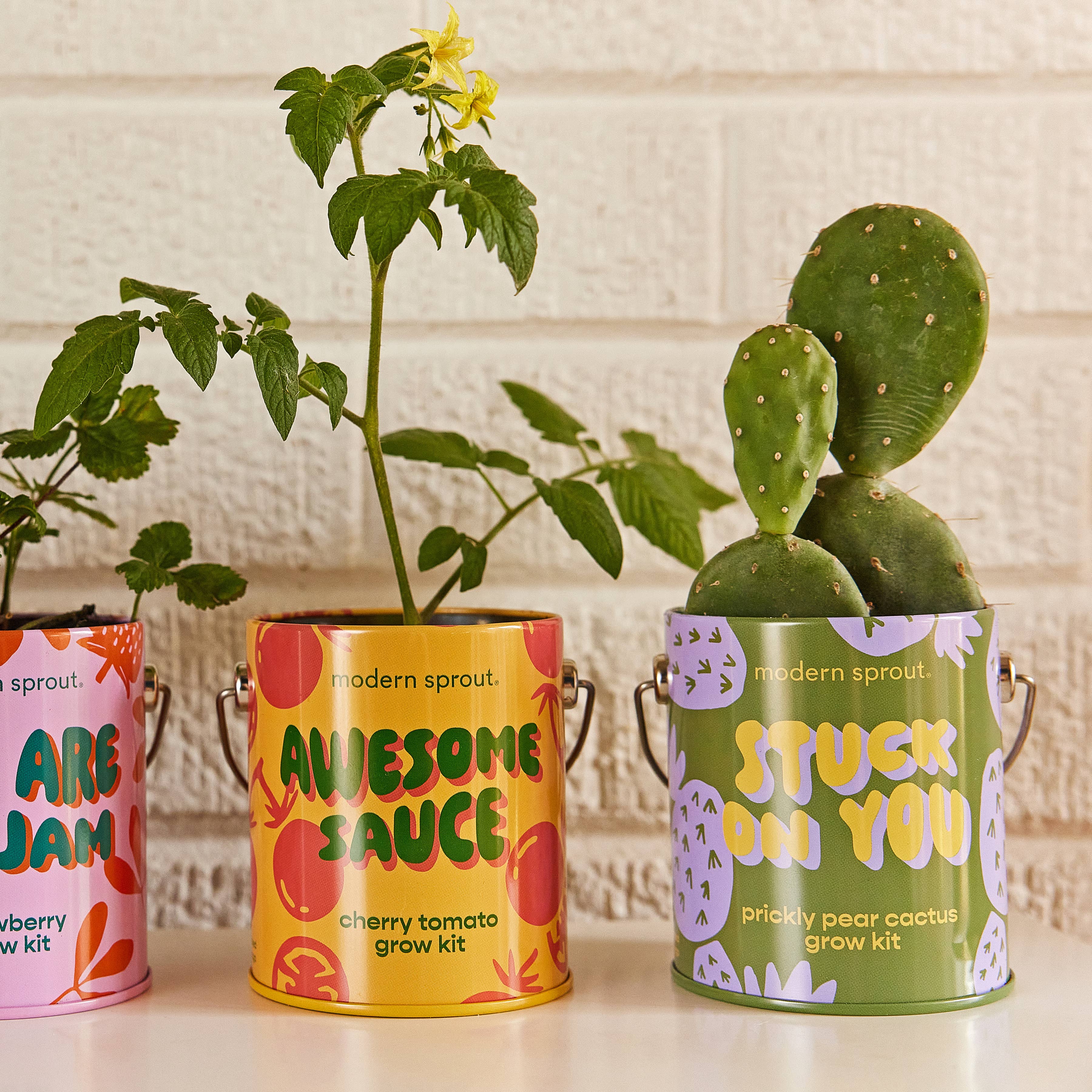 Colorful complimentary color grow kits by Modern Sprout featuring strawberry, cherry tomato, and prickly pear cactus plants in decorative cans.
