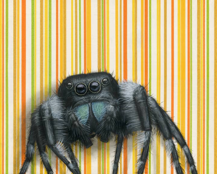 Jumping Spider - Fine Art Print featuring a quirky insect illustration, ideal for adding a touch of humor to your wall decor.