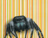 Jumping Spider - Fine Art Print featuring a quirky insect illustration, ideal for adding a touch of humor to your wall decor.
