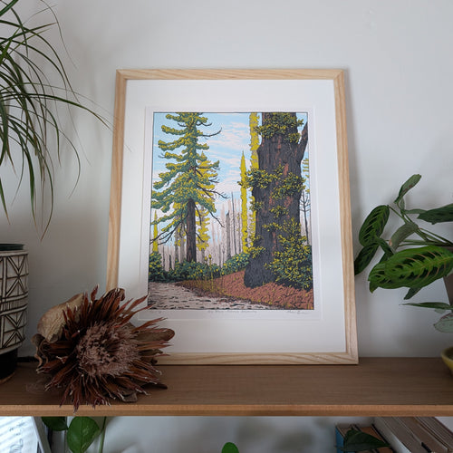 Big Basin - Redwood Regrowth