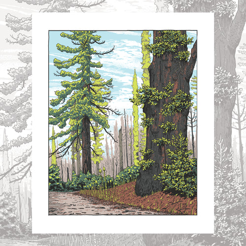 Big Basin - Redwood Regrowth