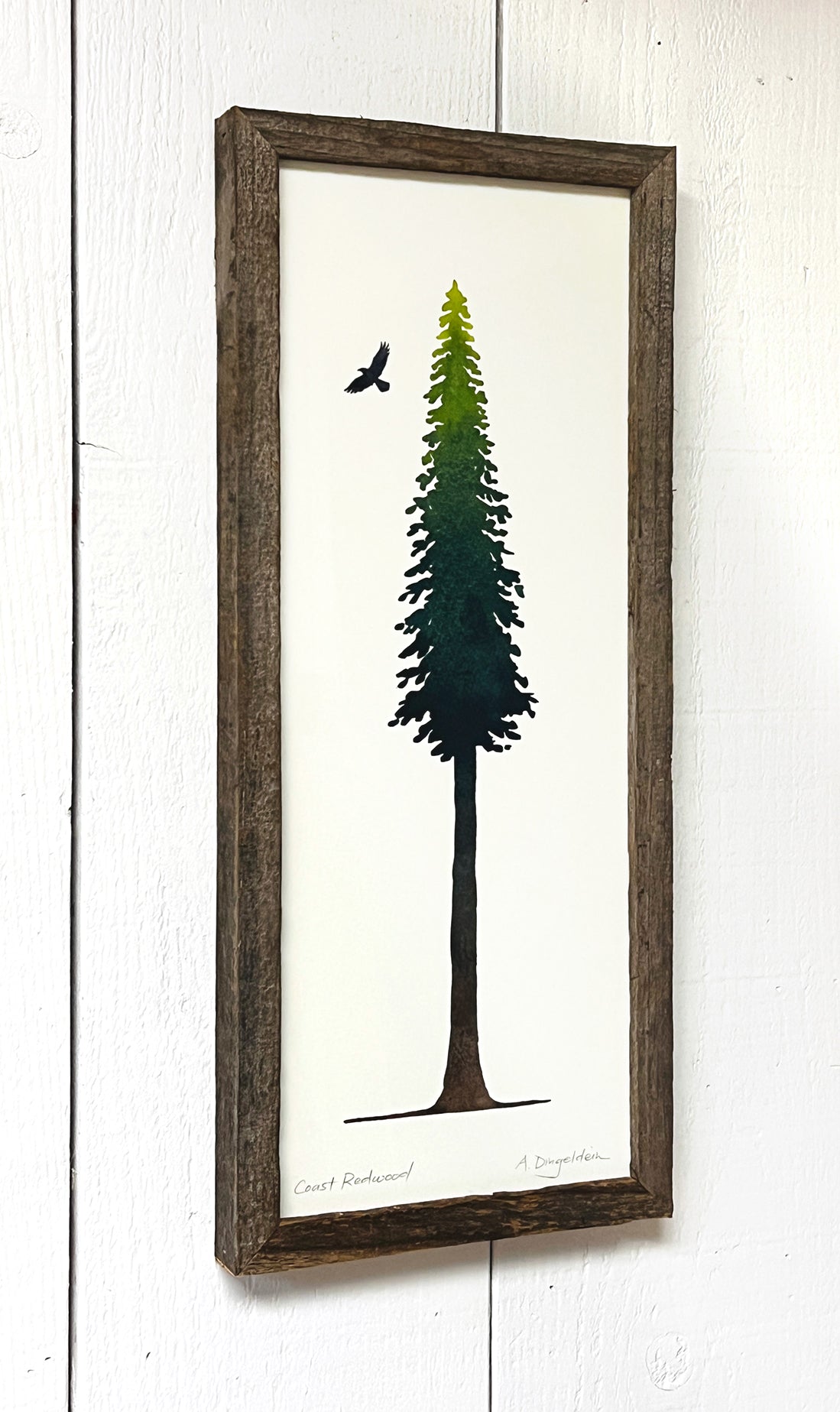 Redwood tree illustration with wood frame