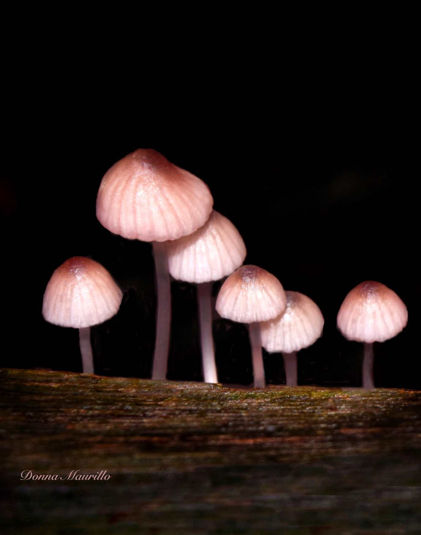 Pink Mushrooms