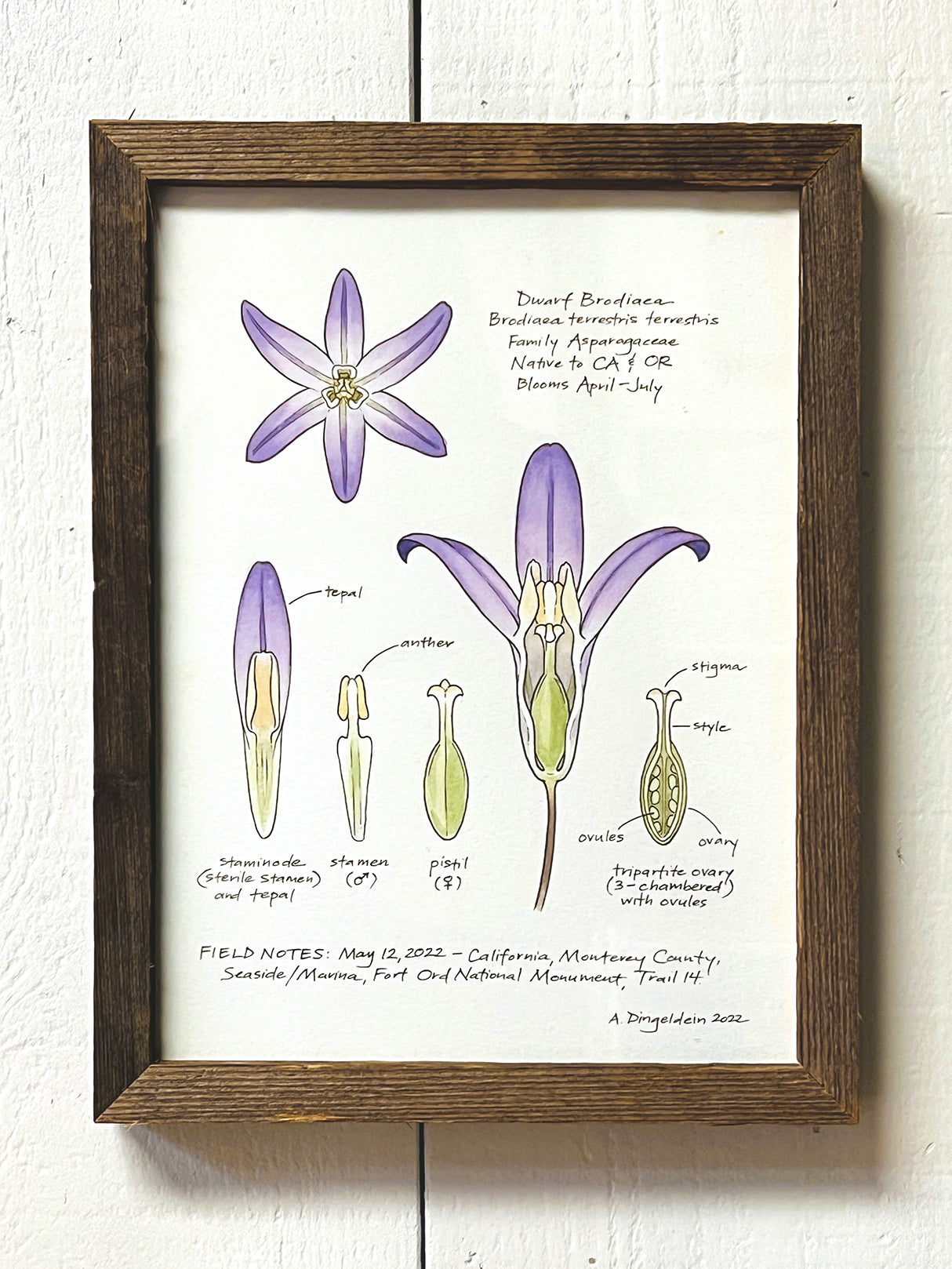 Dwarf Brodiaea flora art illustration