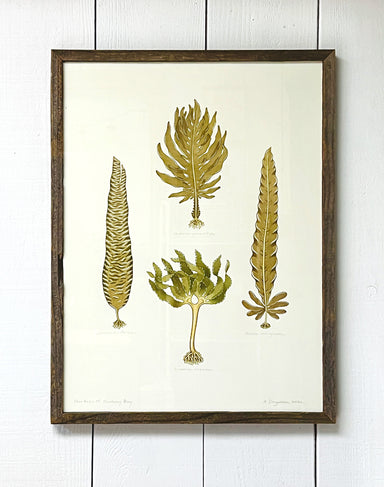 Kelp art illustration