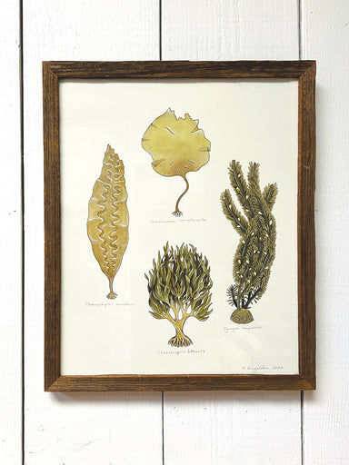 Kelp illustration