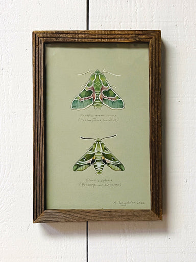 Moth illustration