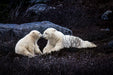 Photographic print on metal panel depicting a polar bear cub and its mother in Churchill, Canada, by Hearts for the Arts, titled 'Hearts for the Arts | Heart to Heart'.