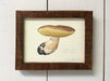 Mushroom print with wood frame