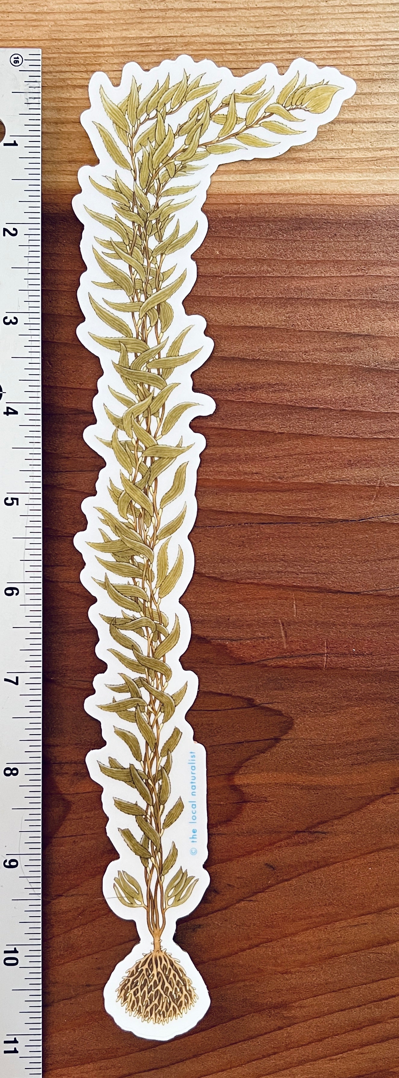 Tall Kelp sticker