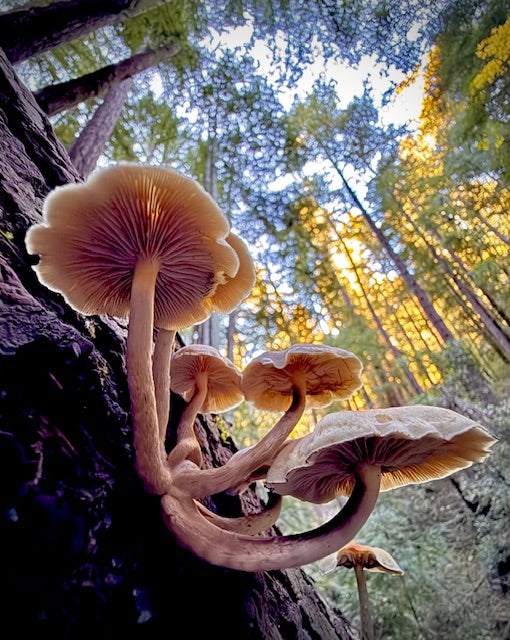 Fall Creek Mushrooms