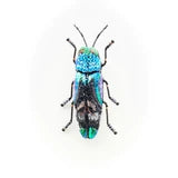 Ulkei Beetle Brooch hand-embroidered brooch by Trovelore