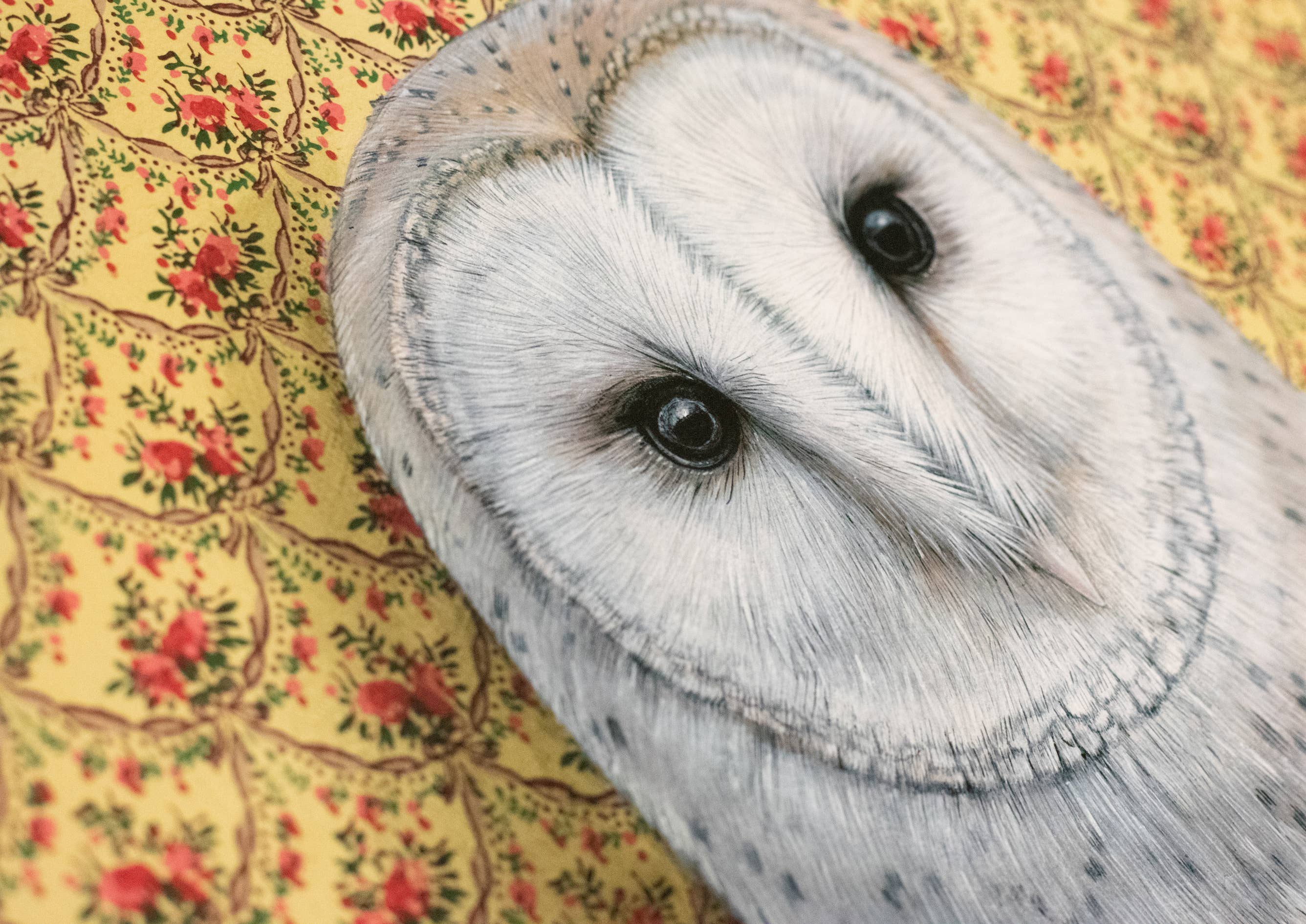 Wild Wallflowers | Barn Owl
