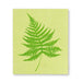 Green fern leaf graphic on biodegradable dishcloth from Abbott, part of the Fern Leaf Dishcloths set of 2.