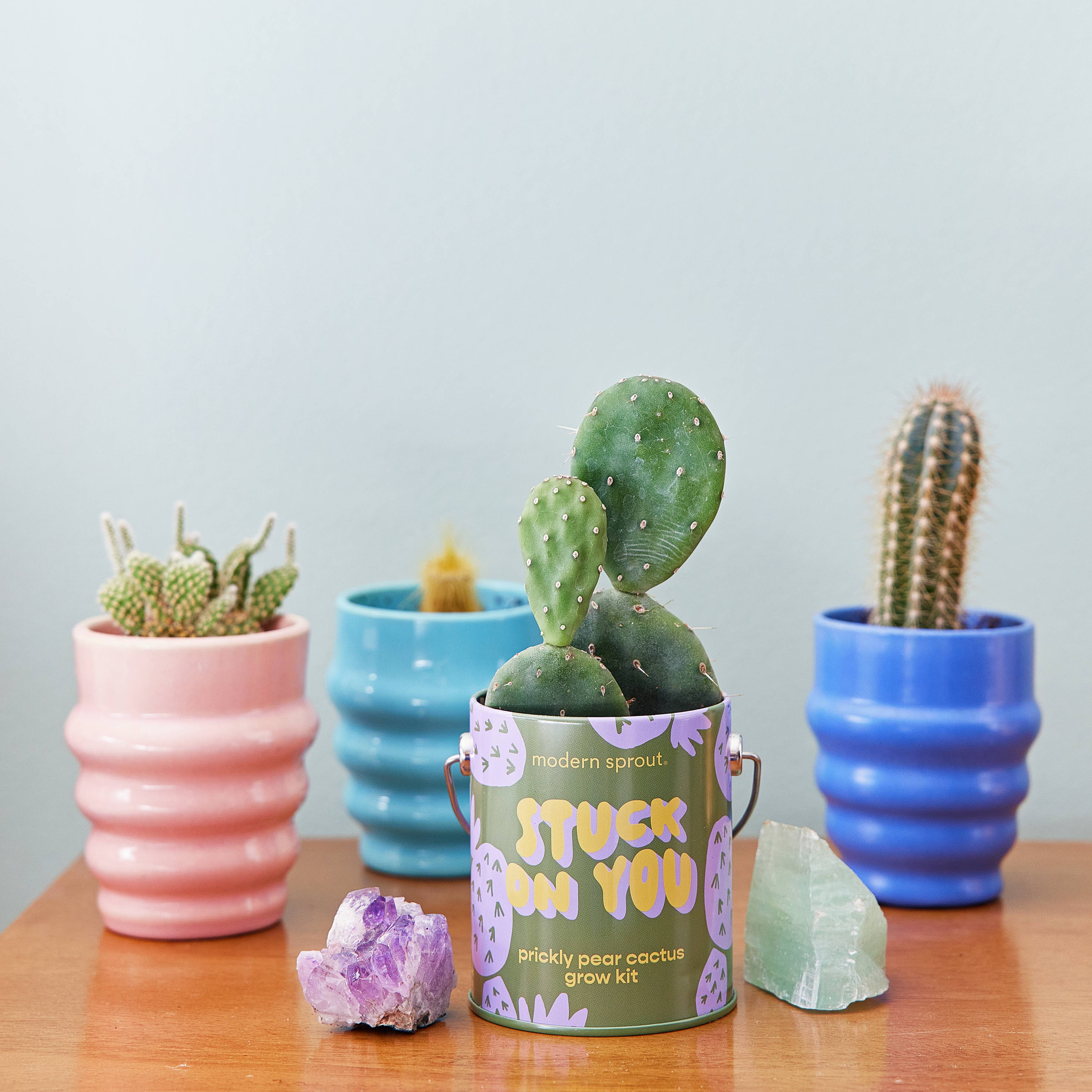 Modern Sprout Complimentary Color Grow Kits featuring a prickly pear cactus surrounded by colorful pots and crystals, presenting an attractive indoor garden scene.