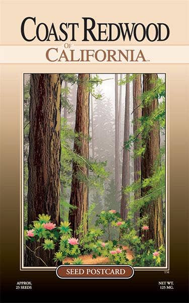 Coast Redwood Tree Seed Packet