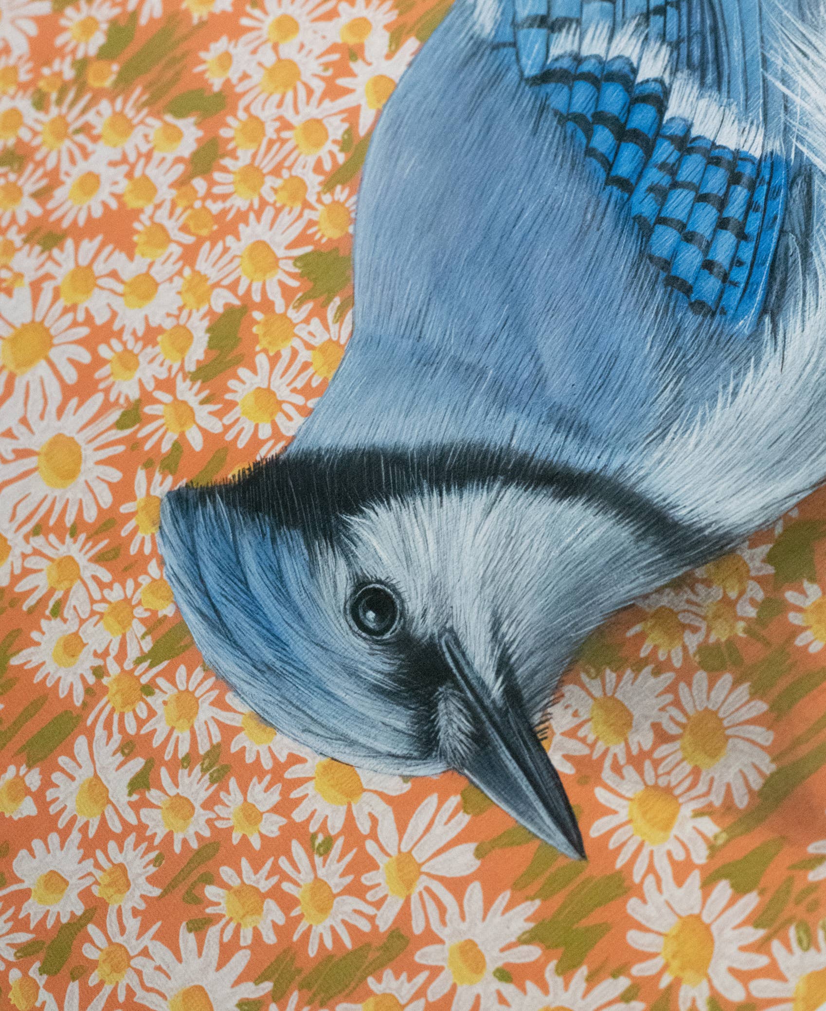 Artistic view of Bluejay fine art print by Emily Uchytil, highlighting a blue jay bird with a vivid orange and daisy background.