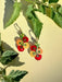 Handmade Cherry Tomato Dangle earrings by Sunnie Creative, showcasing a vibrant design featuring cherry tomatoes against a pastel yellow background, surrounded by fresh green leaves.