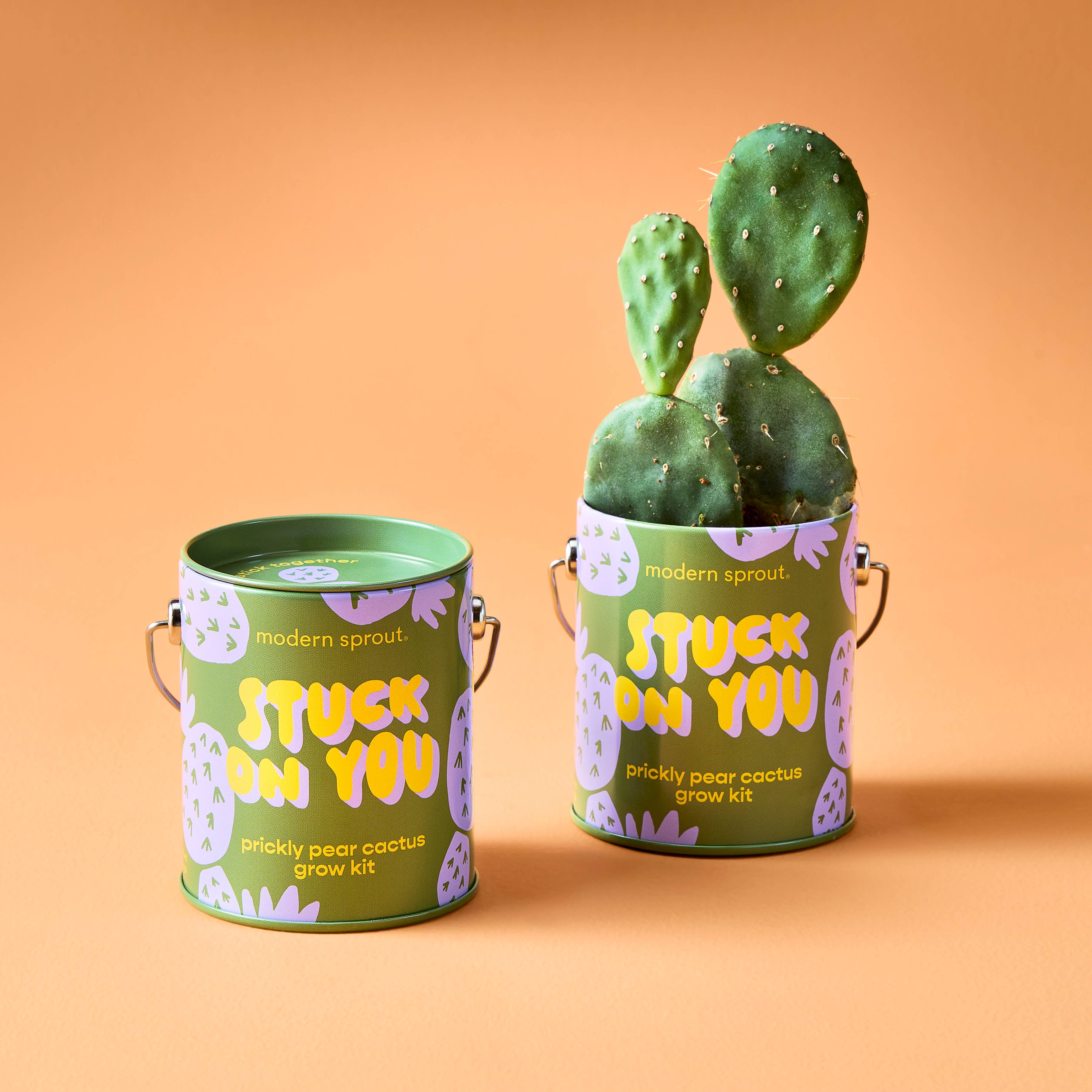 Modern Sprout Complimentary Color Grow Kits showcasing a prickly pear cactus grow kit with vibrant packaging and a fresh cactus, set against an orange background.