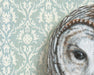 Framed Barred Owl with Light Blue wallpaper signed original