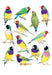 Colorful illustration of multiple birds perched on branches from 'Bird Box | 100 Postcards by 10 Artists'. Created by talented artists and published by Chronicle Books.